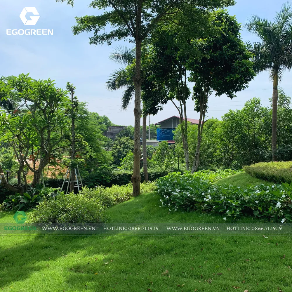 Dường như không có một khoảng đất trống nào, dù là nhỏ nhất. Tất cả được EGOGREEN phủ lên các loài cây để màu xanh mướt bao trùm như mong muốn của anh chị Tường Lê.